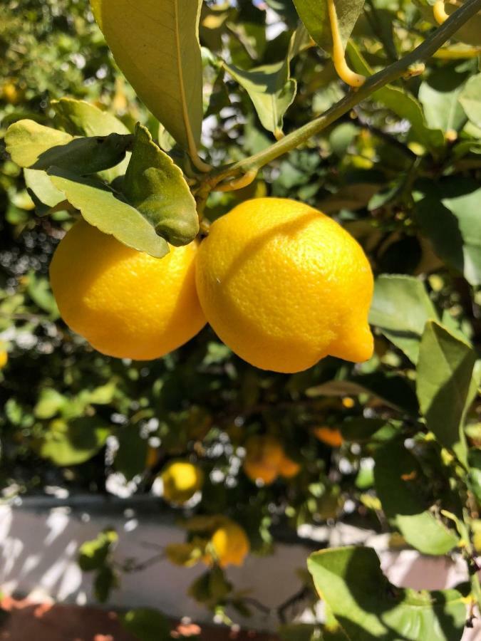 Limonero Bnb Gualchos Екстериор снимка